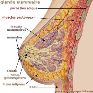 Glande mammaire 