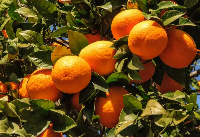Bienfaits de la mandarine