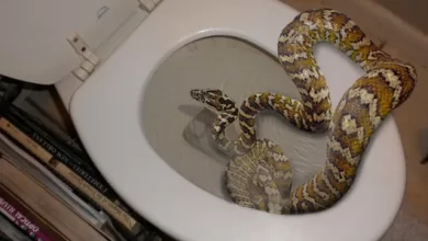 serpent dans les toilettes