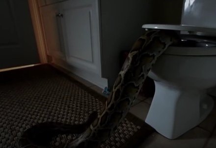 serpent dans les toilettes